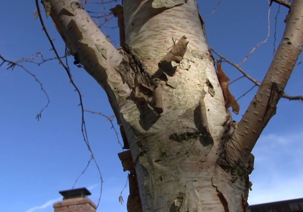 Utah Tree Bronze Birch Borer Control Utahs Tree Care Doctor